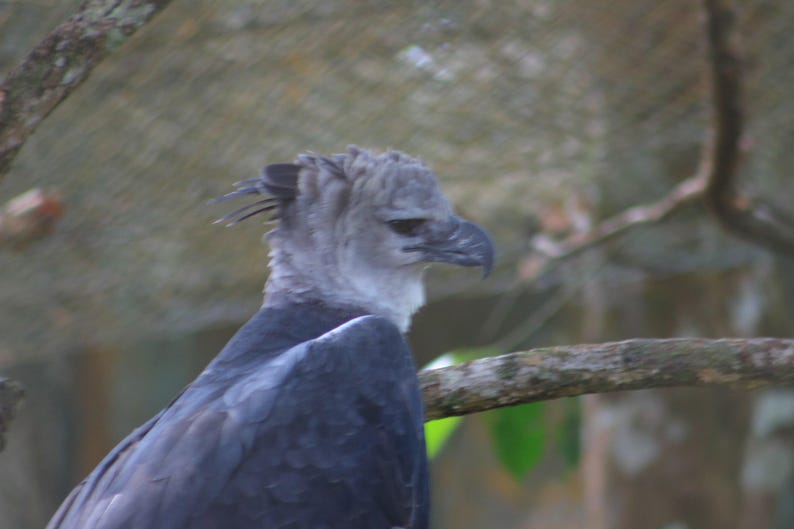 Bird Photography Set of 6 | Harpy Eagle & Hawk Wildlife Photographs, Untouched Originals | Printable Wall Art Digital Download image 2