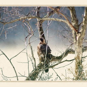 May include: A brown eagle perched on a bare tree branch amidst a misty landscape. The bird is facing left, with its feathers showing shades of dark brown and tan. A small circular icon with three moon phases is visible in the top right corner.
