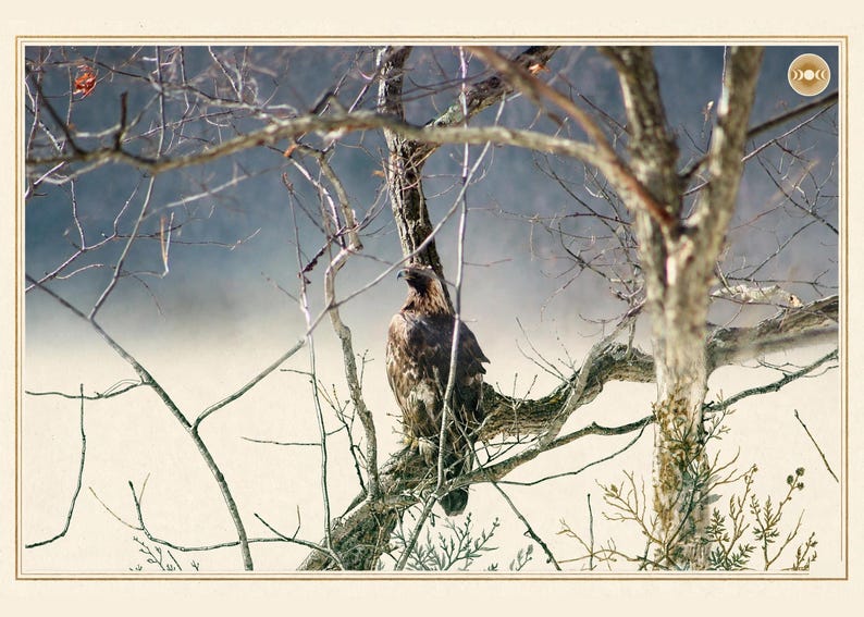 May include: A brown eagle perched on a bare tree branch amidst a misty landscape. The bird is facing left, with its feathers showing shades of dark brown and tan. A small circular icon with three moon phases is visible in the top right corner.