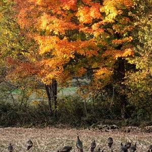 K&ouml;nnte beinhalten: Eine Gruppe wilder Truth&auml;hne sucht auf einem abgeernteten Feld mit trockenen Maisstoppeln nach Futter, vor dem Hintergrund gro&szlig;er Laubb&auml;ume mit leuchtend orangefarbenem, gelbem und rotem Herbstlaub bei hellem Sonnenlicht.
