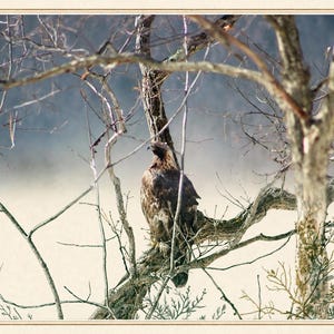 May include: A brown eagle perched on a bare tree branch, facing left. The bird has dark brown feathers with lighter brown accents. The scene is framed by thin, leafless branches against a soft, light-colored, blurred background.