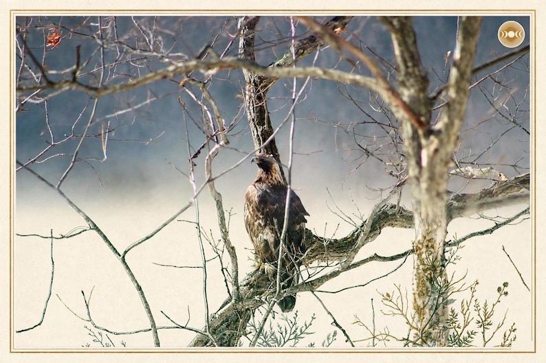 May include: A brown eagle perched on a bare tree branch, facing left. The bird has dark brown feathers with lighter brown accents. The scene is framed by thin, leafless branches against a soft, light-colored, blurred background.
