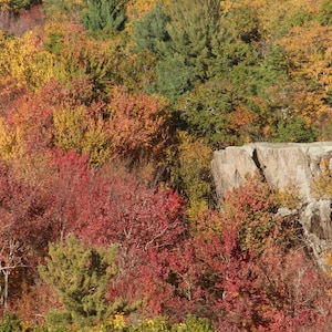 May include: A dense forest landscape during autumn, featuring a large, jagged gray rock formation surrounded by trees with vibrant foliage in shades of red, orange, yellow, and green, creating a textured, multi-colored natural scene.