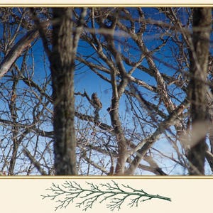 May include: A great horned owl perched on a branch within a dense thicket of bare, brown tree limbs against a clear, bright blue sky. A small, green, hand-drawn illustration of a coniferous branch is centred below the main image.