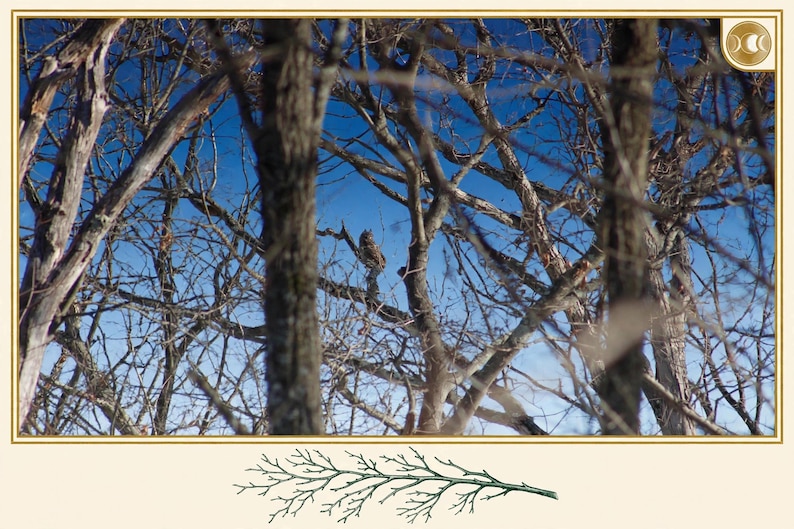 May include: A great horned owl perched on a branch within a dense thicket of bare, brown tree limbs against a clear, bright blue sky. A small, green, hand-drawn illustration of a coniferous branch is centred below the main image.