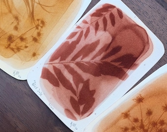 Original Botanical Anthotype Print, One of a Kind Nature Art, Eco-Friendly Plant Pigment Photography, Wildflower Wall Art