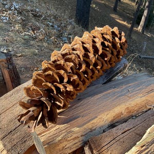 May include: A large, elongated brown pine cone with numerous woody, overlapping scales. The cone features a textured, layered surface with a pointed tip and a wider, rounded base, displaying natural variations in color and organic structure.