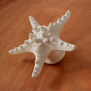 Extra Large starfish door knob. Front door, bathroom and kitchen handle.