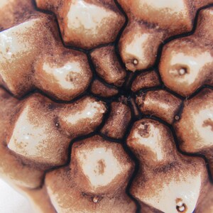 May include: A close-up view of a succulent plant top, displaying a geometric, star-shaped pattern of fleshy, light beige leaves with brown, textured markings. The leaves are arranged in a radial symmetry, converging toward a dark, central point.