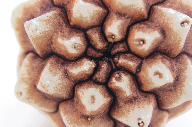 May include: A close-up view of a succulent plant top, displaying a geometric, star-shaped pattern of fleshy, light beige leaves with brown, textured markings. The leaves are arranged in a radial symmetry, converging toward a dark, central point.