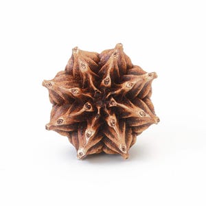 May include: A brown, star-shaped seed pod with a complex, multi-layered geometric structure. The object features numerous pointed, overlapping segments radiating from a central point, displaying a natural, woody texture and varied brown tones.