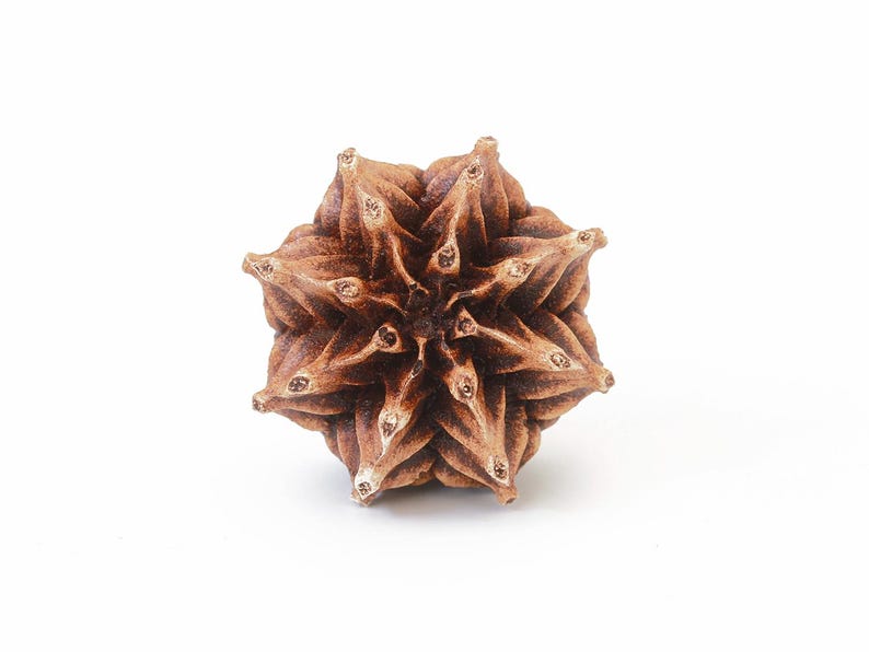 May include: A brown, star-shaped seed pod with a complex, multi-layered geometric structure. The object features numerous pointed, overlapping segments radiating from a central point, displaying a natural, woody texture and varied brown tones.