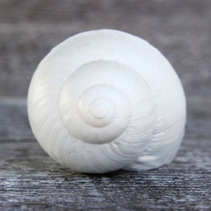 Pode incluir: Uma concha de caracol branca com um padr&atilde;o em espiral. A concha &eacute; lisa e brilhante.