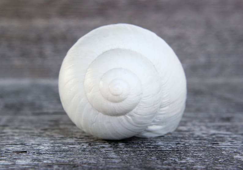 Pode incluir: Uma concha de caracol branca com um padr&atilde;o em espiral. A concha &eacute; lisa e brilhante.