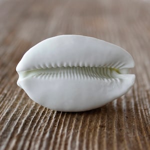 Möbel Knäufe Muschel Griffe weiß Muschel Griffe weiß Muschel Knäufe Muschel Griffe weiß Shabby Chic Möbel Knäufe Muschel Griffe