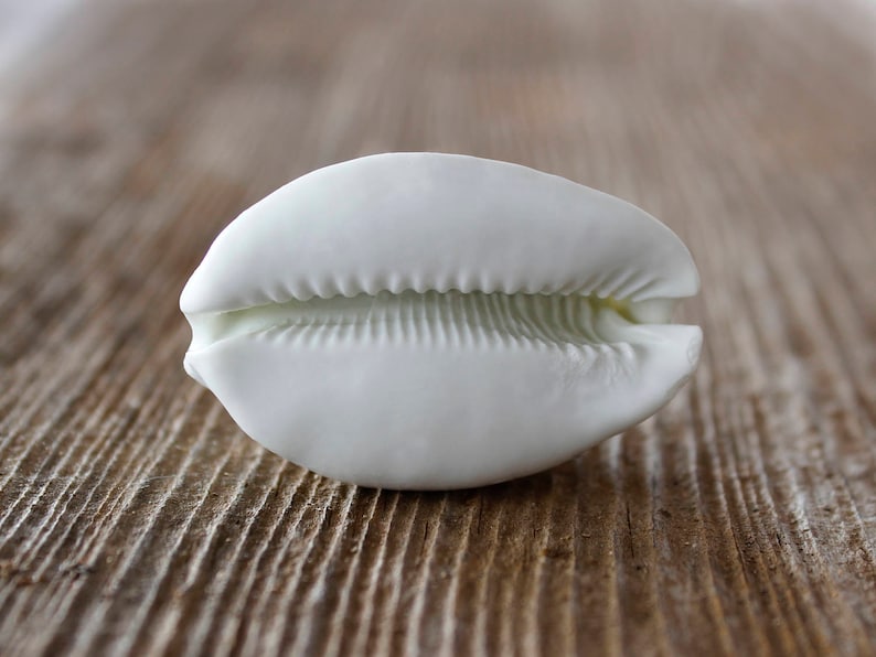 May include: A white cowrie shell with a smooth, glossy finish. The shell has a distinctive, curved shape with a central ridge and a slightly open lip.
