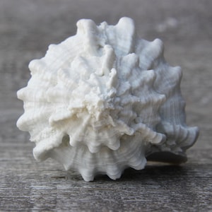 以下が含まれることがあります： 螺旋状のパターンと質感のある表面を持つ白い貝殻