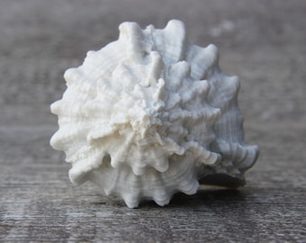 ビーチハウスの装飾ノブ、引き出しノブ、キャビネットノブ、ドレッサーノブ、食器棚の取っ手、キッチンノブ、引き出しの取っ手、ノブと引き手