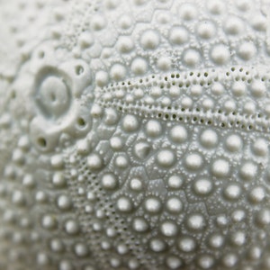 May include: Close-up of a white sea urchin shell with a textured surface and a circular pattern of small bumps.