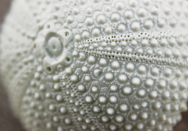 May include: Close-up of a white sea urchin shell with a textured surface and a circular pattern of small bumps.