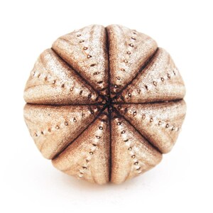 May include: A spherical object with a textured, light brown surface featuring radial segments and small, evenly spaced indentations along the ridges, resembling the natural form of a sea urchin test, presented against a plain white background.