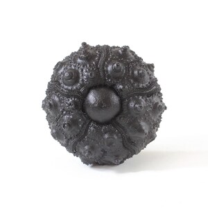 May include: A dark charcoal-colored sea urchin test featuring a spherical, textured surface with prominent, raised bumps arranged in radial patterns. The object has a smooth, circular central area surrounded by intricate, segmented ridges.