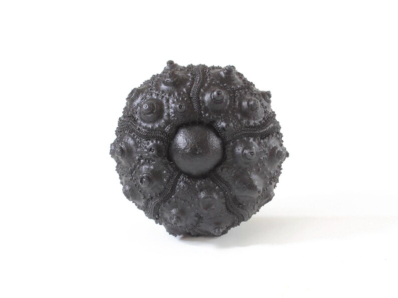 May include: A dark charcoal-colored sea urchin test featuring a spherical, textured surface with prominent, raised bumps arranged in radial patterns. The object has a smooth, circular central area surrounded by intricate, segmented ridges.