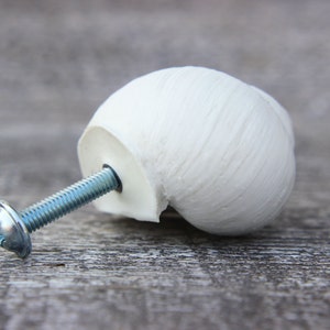 Pode incluir: Bot&atilde;o de arm&aacute;rio de concha branca com um parafuso prateado. A concha tem uma superf&iacute;cie texturizada e tem a forma de uma concha.