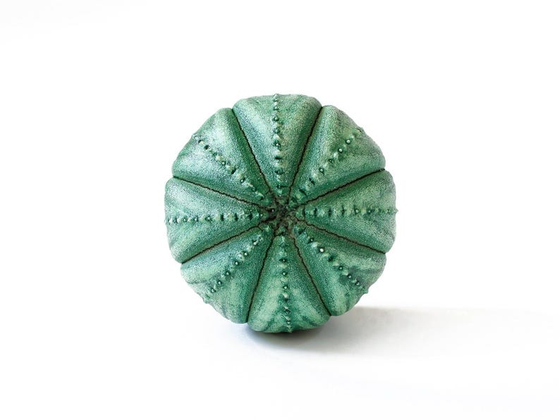 May include: A round, sea urchin-shaped object with a textured, matte green surface. The object features a radial pattern of raised, dotted ridges that converge at the center, creating a symmetrical, segmented appearance with a weathered finish.