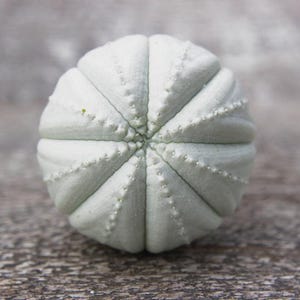 Knobs drawer knobs for dresser knobs set knobs and handles knobs and pulls cupboard knobs cupboard door knobs kitchen knobs cabinet knobs imagen 9