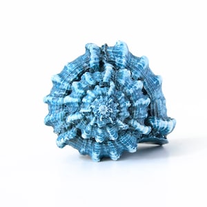 Concrete knobs furniture knobs kitchen cabinet knobs dresser hardware drawer knobs cabinet handles knobs and pulls sea shell decor knob