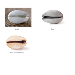 May include: Three cowrie shells, one white, one gray, and one hand-painted brown.