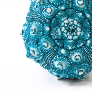 May include: A teal blue sea urchin with a white center and white bumps. The sea urchin is on a white background.