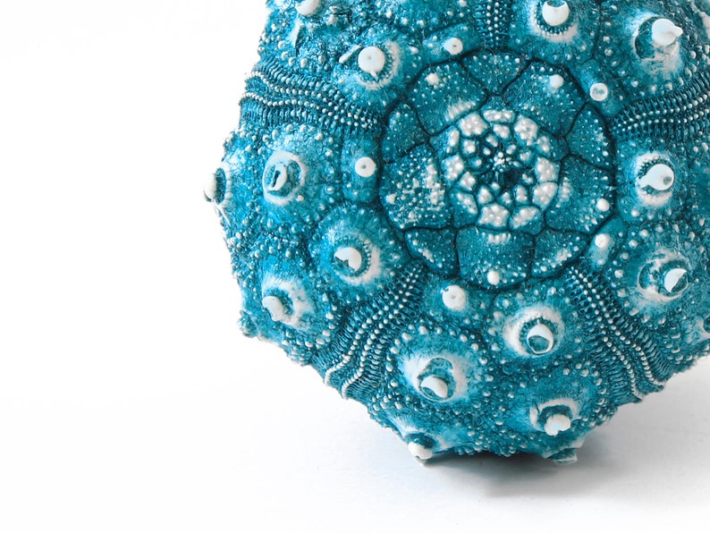 May include: A teal blue sea urchin with a white center and white bumps. The sea urchin is on a white background.