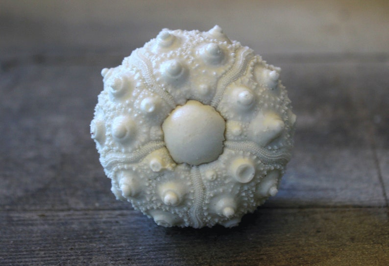 May include: A spherical white sea urchin test featuring a prominent central circular plate surrounded by radiating textured ridges and numerous small, conical protrusions across its entire surface, showcasing a natural, calcified skeletal structure.