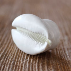 May include: A white cowrie shell with a smooth, glossy finish. The shell has a distinctive, curved shape and intricate ridges.