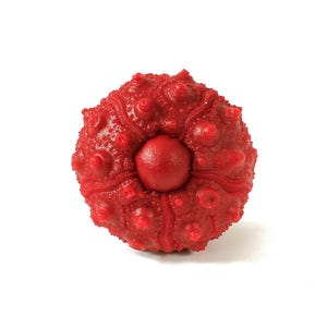 May include: A vibrant red sea urchin test featuring a spherical, textured surface with prominent, raised bumps and a central circular opening. The structure displays a radial pattern of ridges extending from the center to the outer edges.