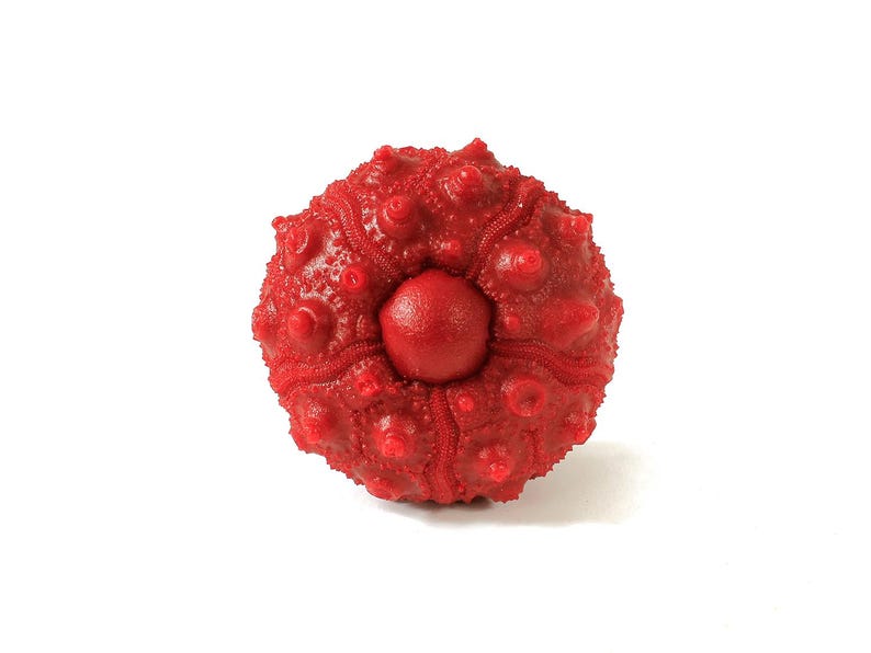 May include: A vibrant red sea urchin test featuring a spherical, textured surface with prominent, raised bumps and a central circular opening. The structure displays a radial pattern of ridges extending from the center to the outer edges.