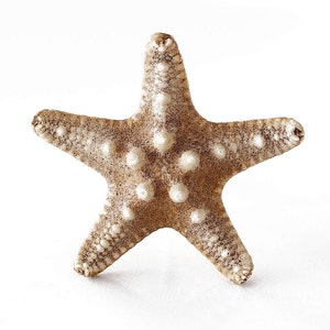 May include: A brown starfish with white spots on a white background.