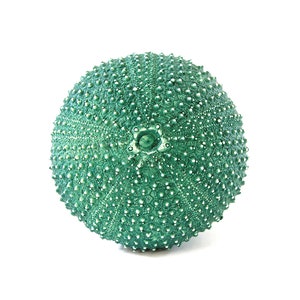 Beach house cupboard knobs drawer knobs cabinet knobs dresser knobs decorative knobs kitchen hardware furniture hardware sea urchin