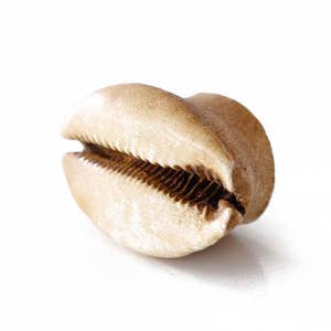 Może przedstawiać: Zbliżenie na jasnobrązową muszlę kauri o gładkiej, zaokrąglonej powierzchni i charakterystycznym, skomplikowanym wzorem grzbiet&oacute;w i rowk&oacute;w.