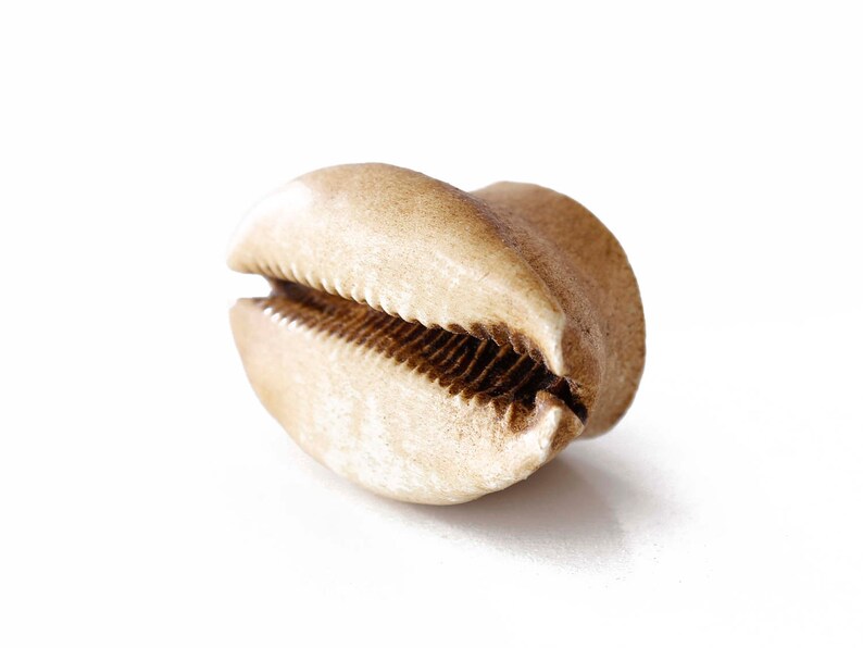 Może przedstawiać: Zbliżenie na jasnobrązową muszlę kauri o gładkiej, zaokrąglonej powierzchni i charakterystycznym, skomplikowanym wzorem grzbiet&oacute;w i rowk&oacute;w.