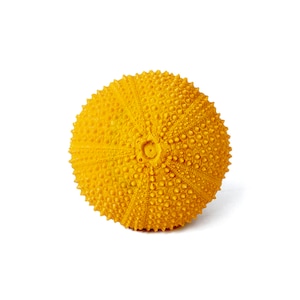 May include: A vibrant yellow sea urchin shell, spherical in form, with a textured surface. The shell is covered in small, evenly spaced bumps. The background is plain white.