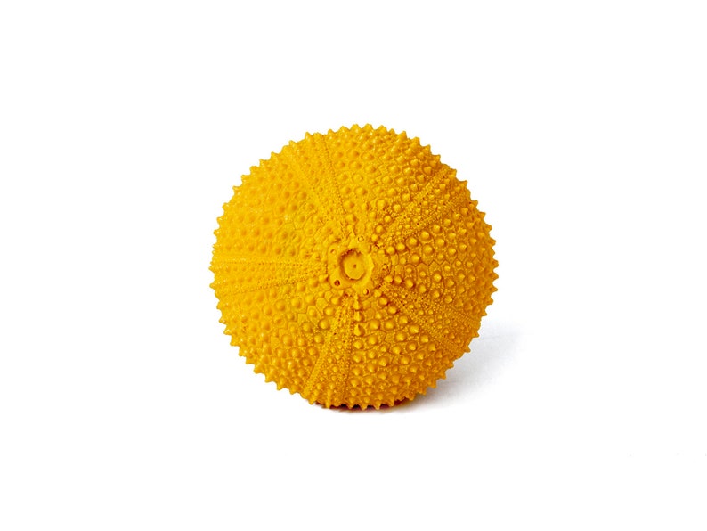 Puede incluir: Concha de erizo de mar de color amarillo brillante, con una superficie texturizada y forma redonda. La concha est&aacute; cubierta de peque&ntilde;as protuberancias espaciadas uniformemente, sobre un fondo blanco.