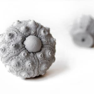 May include: Two gray sea urchins, one in focus and the other out of focus, on a white background.