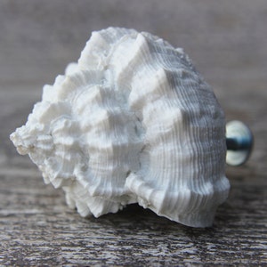 Shell knobs beach knobs and pulls beach house white knobs drawer knobs cabinet knobs kitchen knobs dresser knobs unique knobs handles