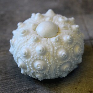 May include: A white sea urchin test featuring a spherical shape with a textured surface covered in small, raised bumps and ridges. The object has a smooth, circular central area at the top, showcasing the natural skeletal structure of the marine creature.