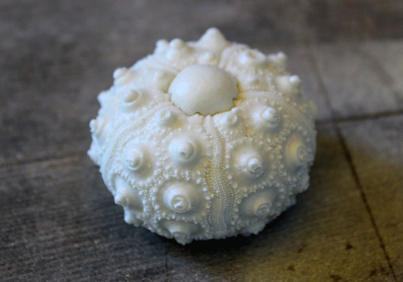 May include: A white sea urchin test featuring a spherical shape with a textured surface covered in small, raised bumps and ridges. The object has a smooth, circular central area at the top, showcasing the natural skeletal structure of the marine creature.