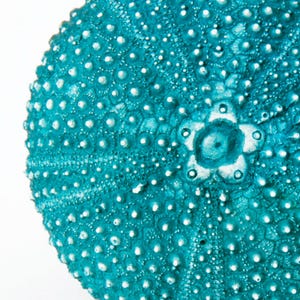 Perillas de armario de casa de playa, perillas de cajón, perillas de tocador, perillas decorativas, herrajes de cocina, herrajes para muebles, erizo de mar imagen 4