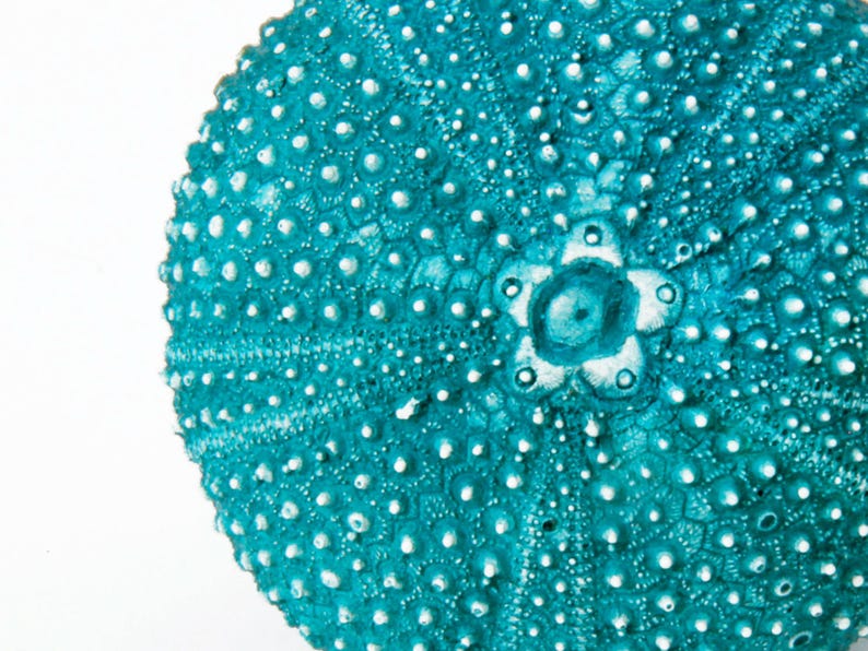 Perillas de armario de casa de playa, perillas de cajón, perillas de tocador, perillas decorativas, herrajes de cocina, herrajes para muebles, erizo de mar imagen 4